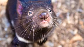 澳大利亚欢迎3000年来第一个在大陆野外出生的袋獾