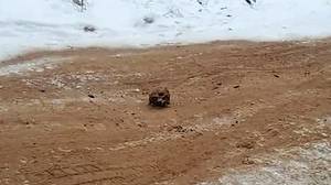 在俄罗斯，人骨和沙子混在一起“用来打磨路面”