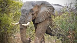 31个大象在保护主义者被群体杀死后面临屠宰