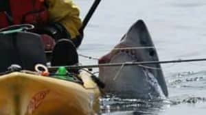 镜头显示瞬间鲨鱼拖累船上和倾覆船