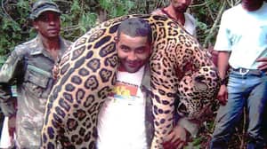 在“非法杀死1,000受保护的捷豹”之后被捕的牙医