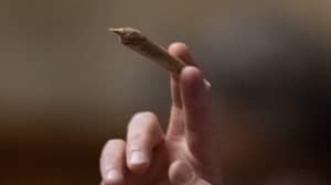 澳大利亚无毒品组织称吸食大麻会“杀死最亲近的人”