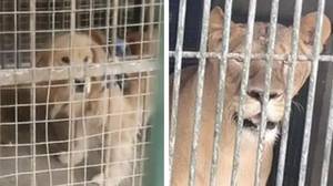 中国一家动物园试图用金毛寻回犬冒充狮子