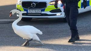 在现实生活中，警察在繁忙的交通中追赶天鹅