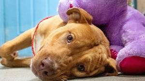 一只流浪狗在商店偷了五次紫色玩具后，得到了他心爱的紫色玩具