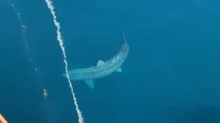 巨大的鲨鱼在大西洋被发现的火花'巨大的恐惧“loading=
