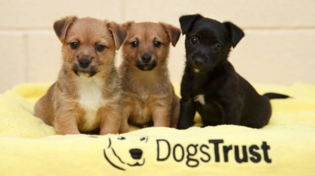 爱尔兰狗信托组织发起了反对非法出售狗的请愿活动