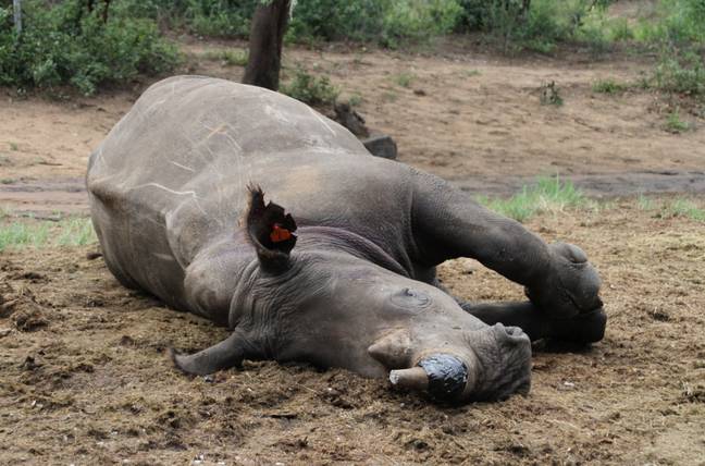 南非菲达自然保护区，一只被麻醉的白犀牛躺在地上