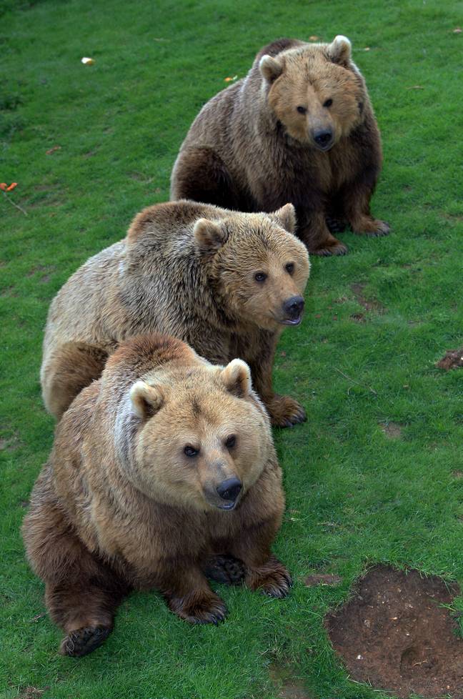 在鞭子动物园的三只棕熊：雪白，睡觉的美容和灰姑娘。信用：南德床新闻机构必威杯足球