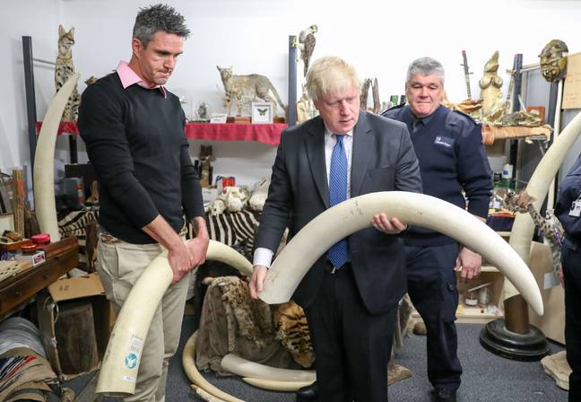 彼得森(Kevin Pietersen)和前外交大臣鲍里斯·约翰逊(Boris Johnson)参观了希思罗机场(Heathrow)的“死棚”，观看了缴获的象牙、犀牛角和其他与非法野生动物贸易有关的物品