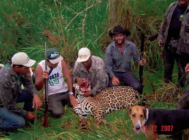 偷猎者被杀死的捷豹。学分：cen/@mpf_ac