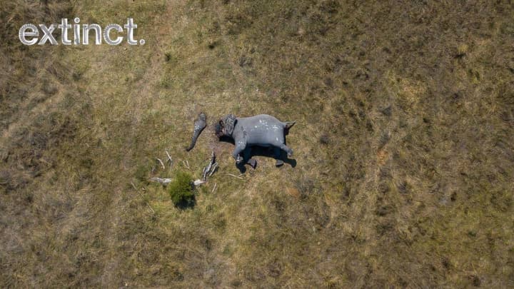 被屠杀大象的令人震惊的照片显示了偷猎的真正恐怖