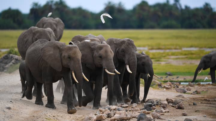 非洲最大的储量之一一年，没有任何大象被偷猎