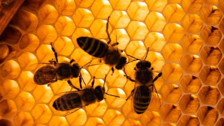 5亿蜜蜂在三个月内死亡巴西
