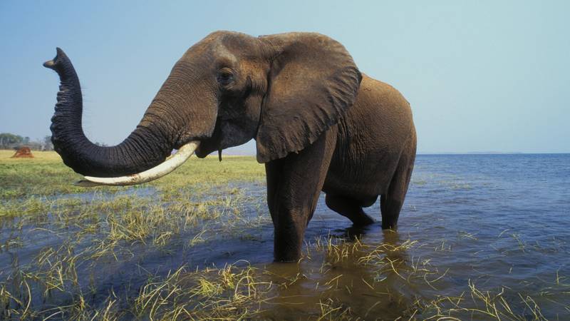 津巴布韦为濒临灭绝的大象销售“狩猎权”促进旅游业
