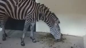镜头显示在动物园里患有斑马'吃自己的粪便'